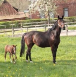 SPS Ranis 17 years old with a filly of Londontime in 2013