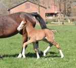 stallion by Lissaro van de Helle- Florencio- Donnerhall  3 days old