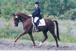 Danae 3jährig ReitpferdeSiegerpreis Aller Weser Turnier Verden  1994