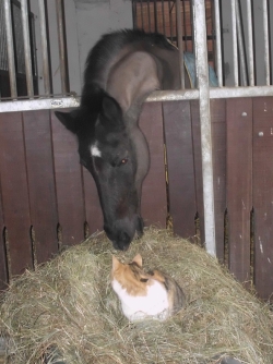 Unser 24jähriger Magic Sun -Dt Reitpony von Magister-Holiday mit Hofkatze Kitty