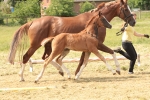 filly by Diamond Hit - Samarant-Donnerhall