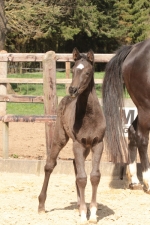 filly of Fürst Nymphenburg-Dauphin(Donnerhall)