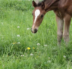 Stallion of Londontime-Belissimo