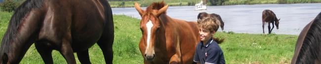 Pferde auf der Weide an der Weser mit Clasen Junior